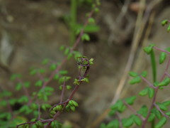 Pellaea myrtillifolia