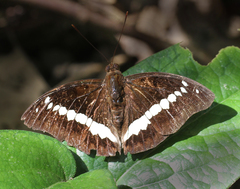 Bassarona teuta