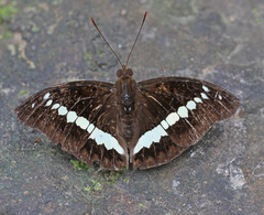 Bassarona teuta