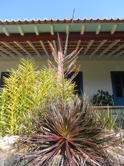 Dyckia burle-marxii