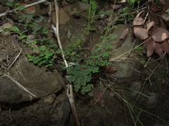 Pellaea myrtillifolia