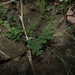 Pellaea myrtillifolia - Photo (c) Nicolás Lavandero, μερικά δικαιώματα διατηρούνται (CC BY), uploaded by Nicolás Lavandero