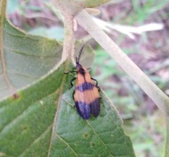 Calopteron reticulatum