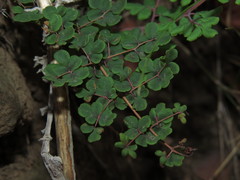 Pellaea myrtillifolia
