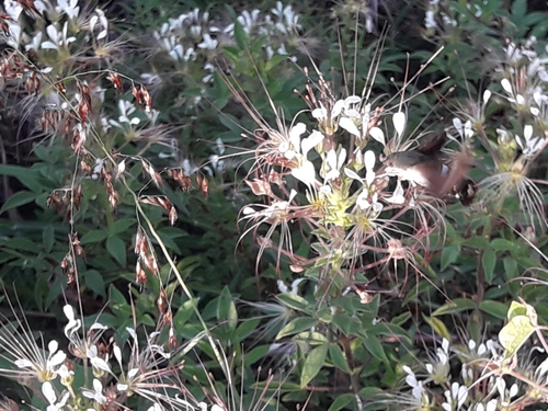 Mexican clammyweed (Cleome uniglandulosa)