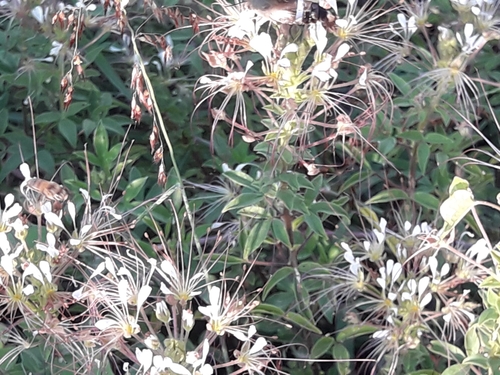 Image of Cleome uniglandulosa by (c) José Gerardo Velasco, some rights reserved (CC BY-SA)
