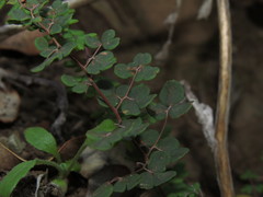 Pellaea myrtillifolia