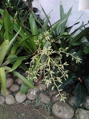 Hohenbergia blanchetii