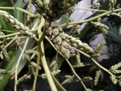 Hohenbergia blanchetii