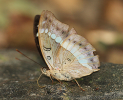 Bassarona teuta