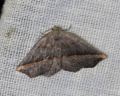 Metanema determinata