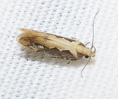 Ornativalva erubescens