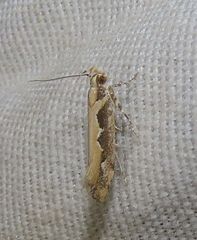 Ornativalva erubescens