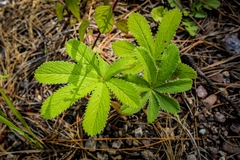 Potentilla thurberi