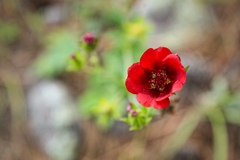 Potentilla thurberi