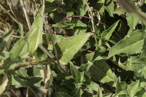 Oenothera organensis, photograph 1