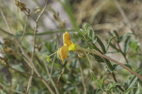 Oenothera organensis