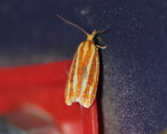 Sparganothis tristriata