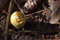 Amanita muscaria guessowii