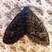 Planthopper Parasite Moth - Photo (c) dlbowls, some rights reserved (CC BY-NC), uploaded by dlbowls