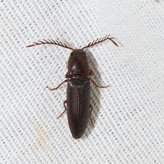 Dicrepidius corvinus