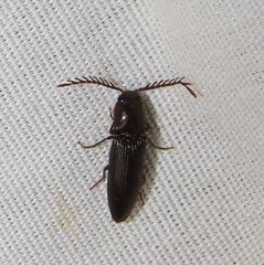 Dicrepidius corvinus