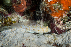 Akihito's Goby photo 2