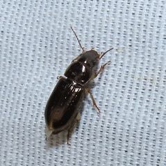 Selenophorus