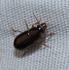 Selenophorus