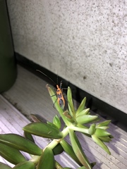 Zelus longipes