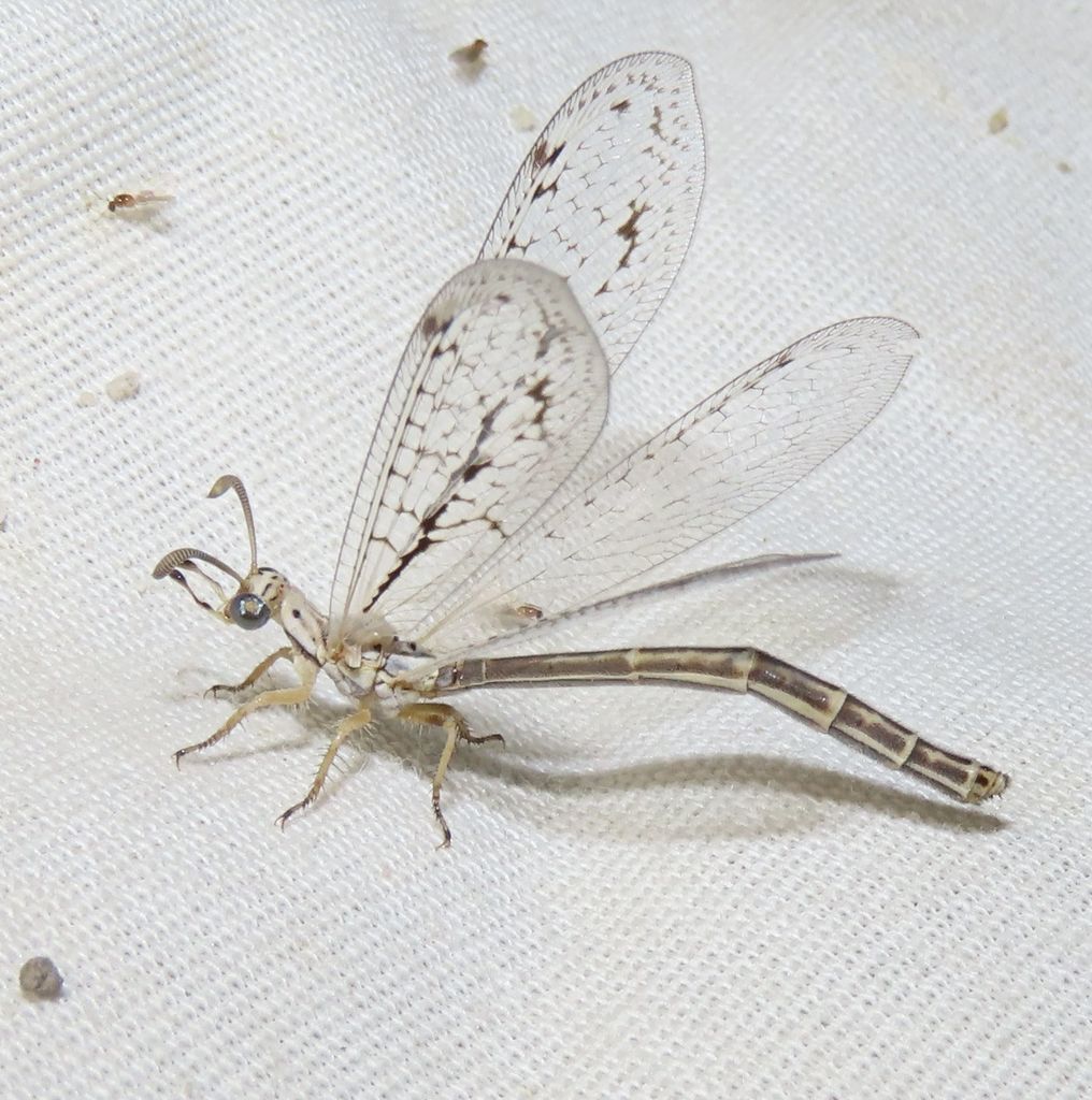 Scotoleon longipalpis