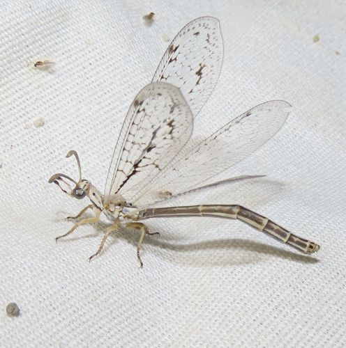 Scotoleon longipalpis (Hagen, 1888)