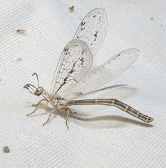 Scotoleon longipalpis