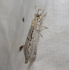 Scotoleon longipalpis