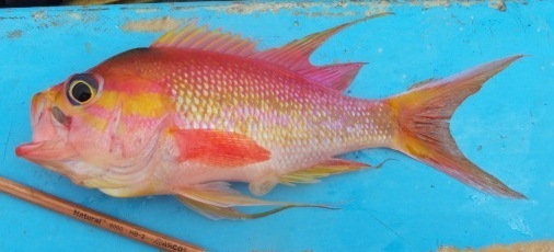 Rosy Jewelfish