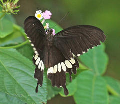 Papilio polytes