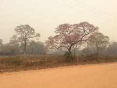 Handroanthus heptaphyllus
