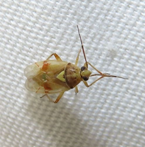 Western Tarnished Plant Bug photo 6