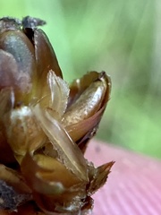 Xyris tennesseensis