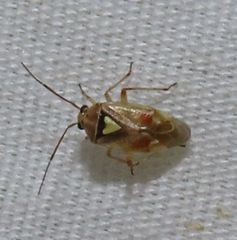 Lygus hesperus
