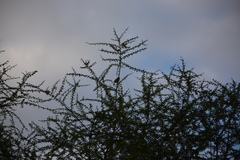 Trachyphonus erythrocephalus