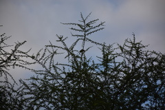 Trachyphonus erythrocephalus