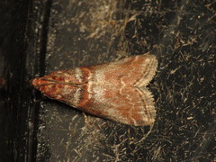 Acrobasis advenella