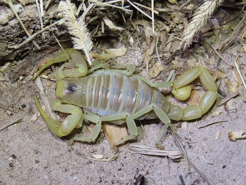 Desert Hairy Scorpion photo 4