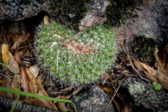 Mammillaria hertrichiana