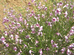 Penstemon thurberi
