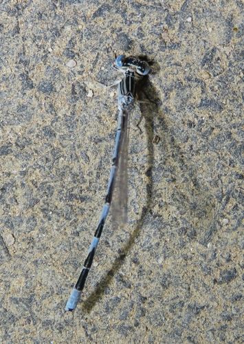 Double-striped Bluet photo 4