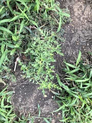 Leucospora multifida