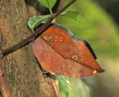 Kallima albofasciata