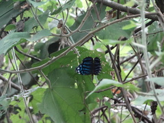 Myscelia ethusa chiapensis